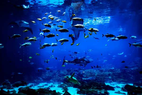 AquaRio Aquarium Experience