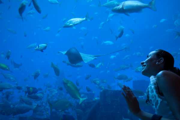 AquaRio Aquarium Experience