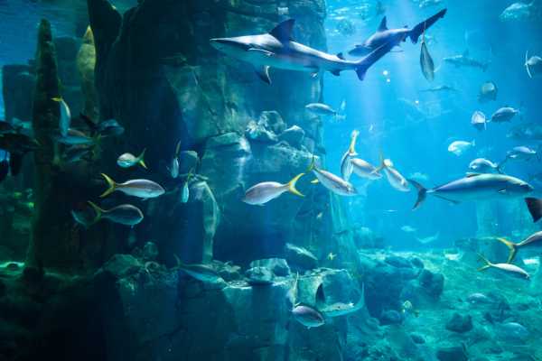 AquaRio Aquarium Experience