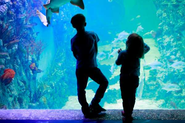 AquaRio Aquarium Experience