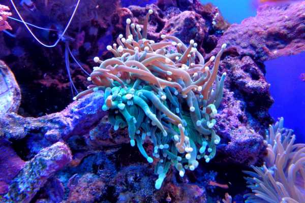 AquaRio Aquarium Experience