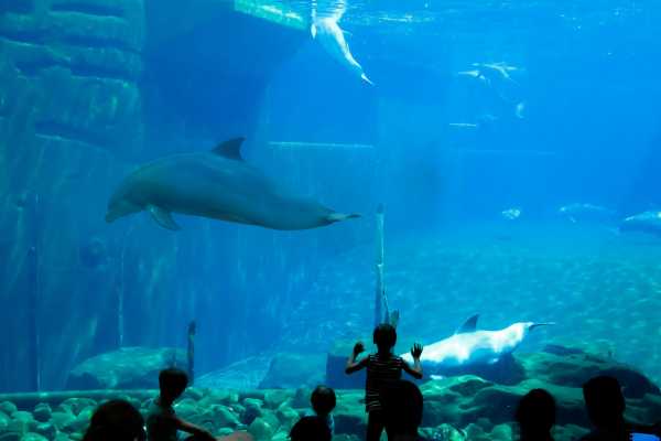AquaRio Aquarium Experience