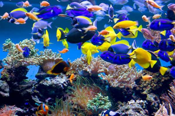 AquaRio Aquarium Experience