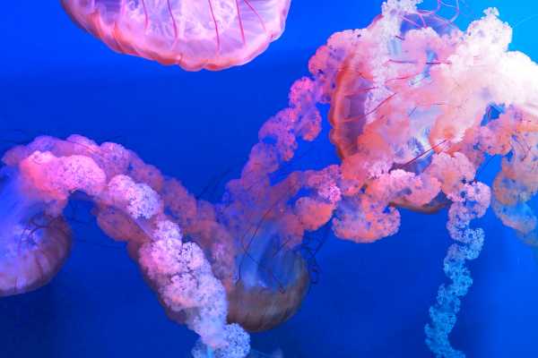 AquaRio Aquarium Experience