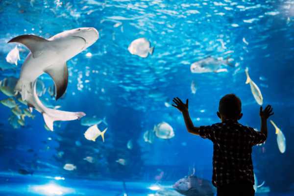 AquaRio Aquarium Experience