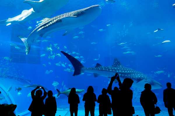 AquaRio Aquarium Experience