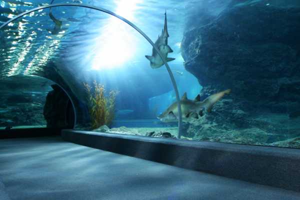 AquaRio Aquarium Experience