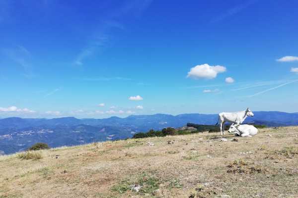 Via della Lana e della Seta in gruppo - 6 giorni