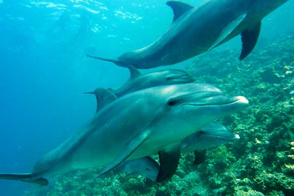 Bibanga Yacht Sunset and Snorkel Cruise