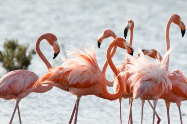 Bonaire Private Tour Highlights