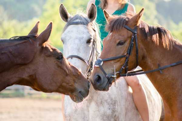 Children's Mountain Horseback Riding