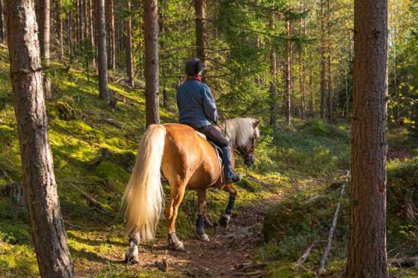 Children's Mountain Horseback Riding
