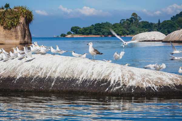 Paquet&aacute; Island Ferry Boat Tour