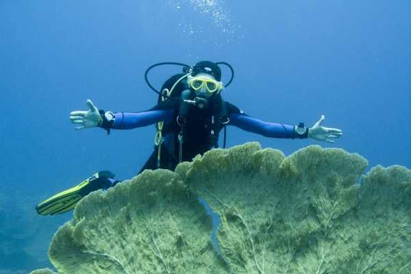 Intro diving trip  from El Gouna