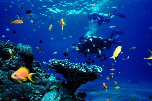 Intro diving trip  from El Gouna