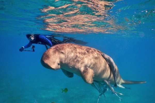 Abu Dabbab Dugong snorkeling excursions from Makadi