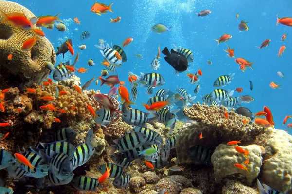 Abu Dabbab Dugong snorkeling excursions from Makadi