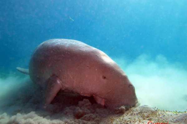 Abu Dabbab Dugong snorkeling excursions from Makadi
