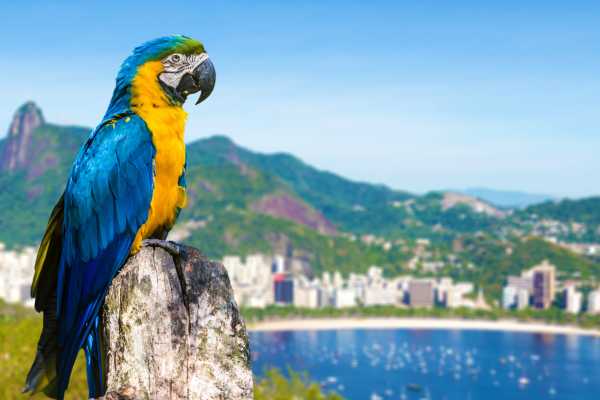 4hr Private Rio City by Day Transport