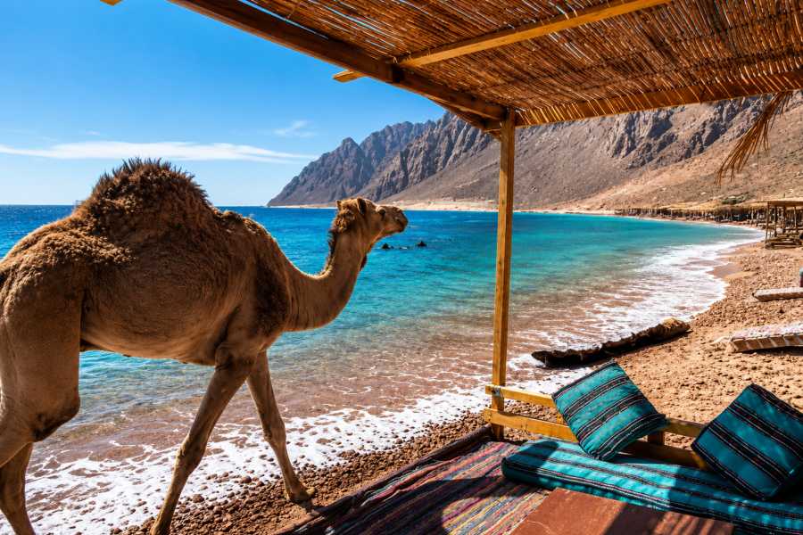 Let`s Explore Egypt 6 Days Cairo, Saint Catherine & Sharm El Sheikh