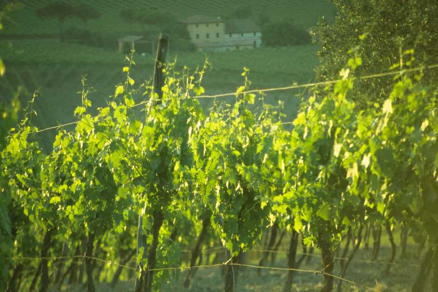IF Imola Faenza (ERW) The Road of Sangiovese Wine by e-bike with guide
