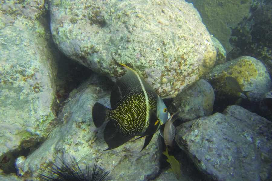 Sailtogether.com New Year Caribbean cruise / St.Martin, St.Barth,...
