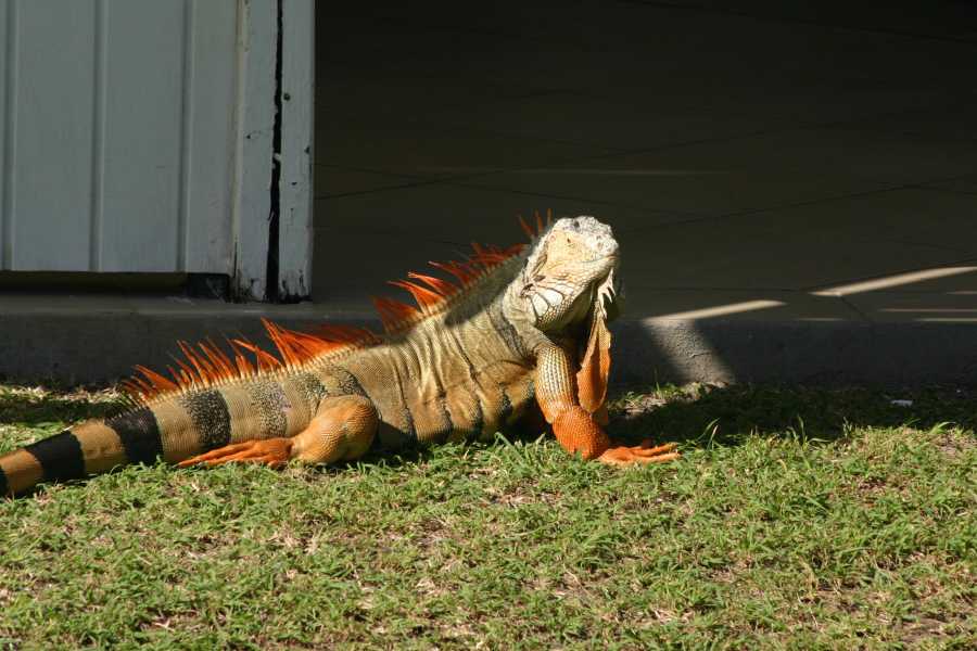 Sailtogether.com New Year Caribbean cruise / St.Martin, St.Barth,...