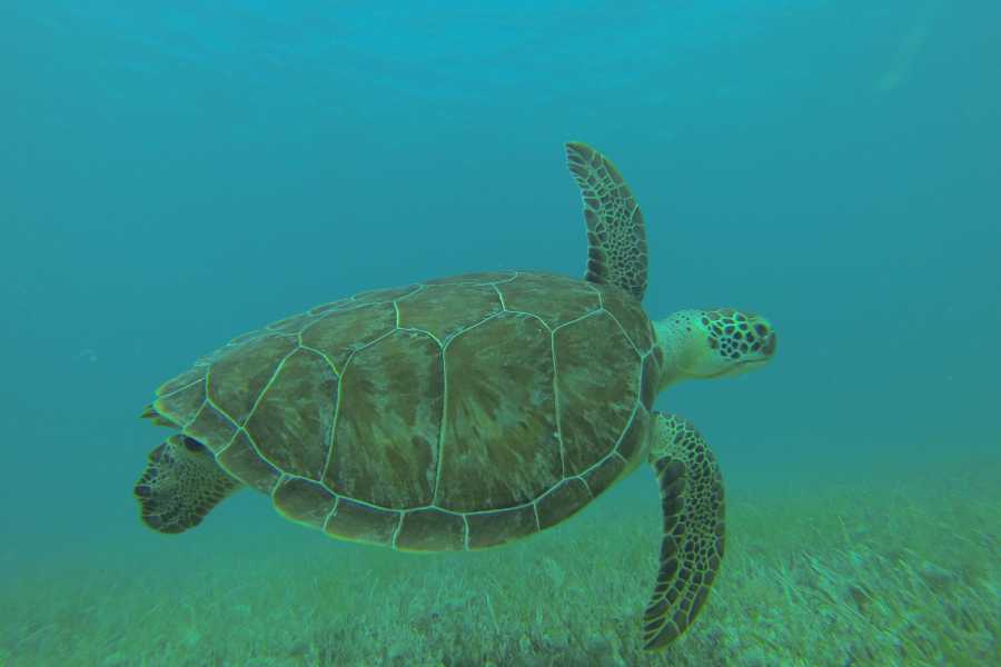 Sailtogether.com New Year Caribbean cruise / St.Martin, St.Barth,...