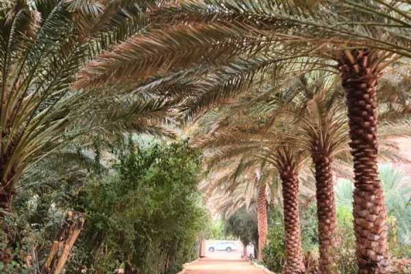 Race Arabia- AlUla Trail Race 2023