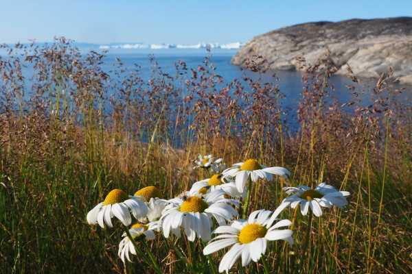 Ilimanaq Tour