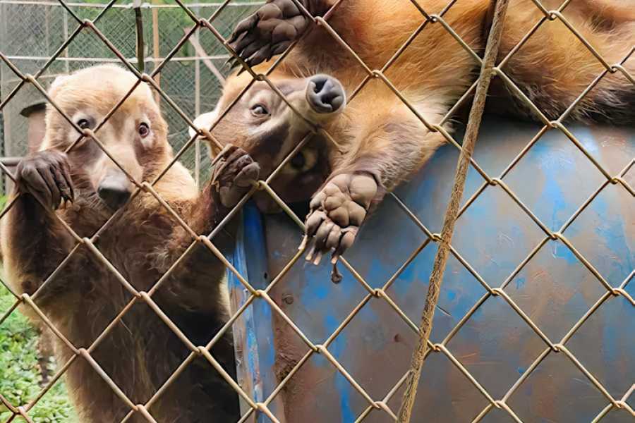Congo Canopy Beach ATV Monkey Wild Life Park Combo
