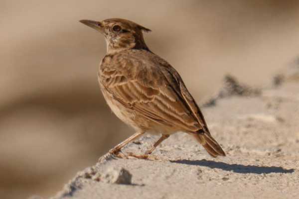 Birdwatching Vjose-Narte Protected Landscape
