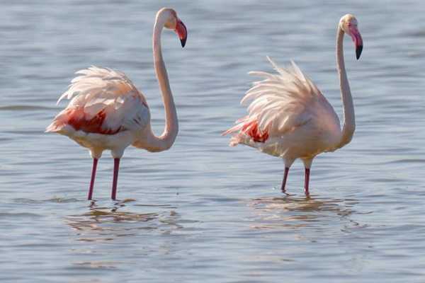 Birdwatching Vjose-Narte Protected Landscape