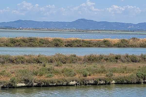 Birdwatching Vjose-Narte Protected Landscape