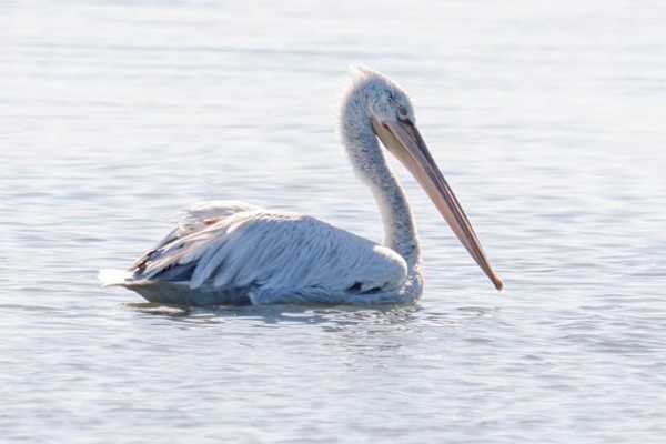 Birdwatching Vjose-Narte Protected Landscape
