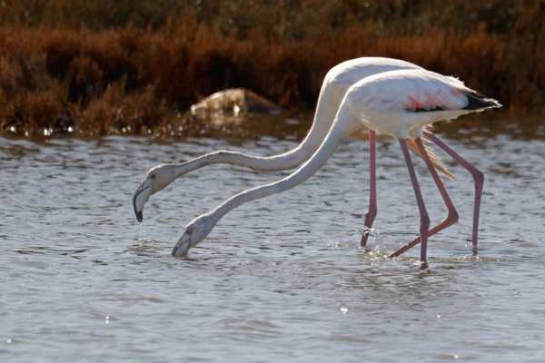 Birdwatching Vjose-Narte Protected Landscape