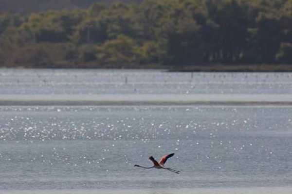 Birdwatching Vjose-Narte Protected Landscape