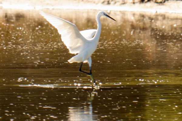 Birdwatching Vjose-Narte Protected Landscape