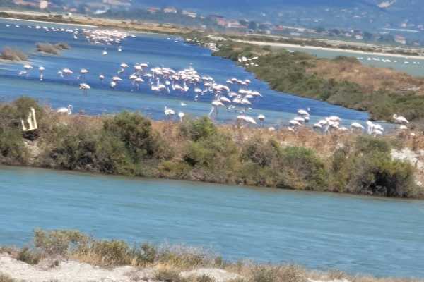 Birdwatching Vjose-Narte Protected Landscape