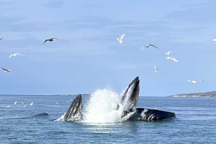Diskobay Tours Hval / Hav Safari