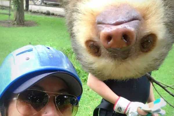 Animal and ATV Adventure