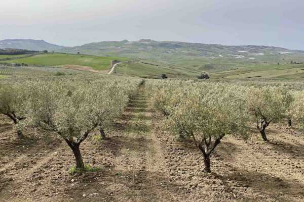 Oil and food tasting in provincia di Agrigento