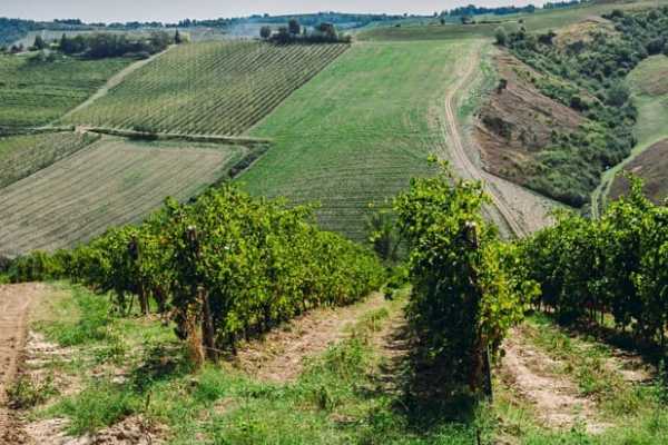 Between vineyards and gullies