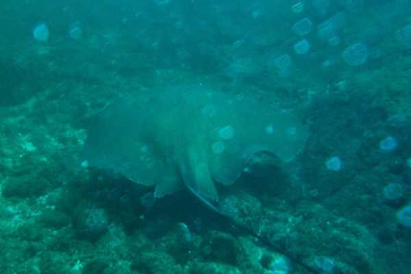 Seahorse Snorkeling