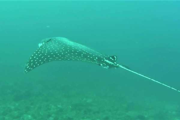 Seahorse Snorkeling