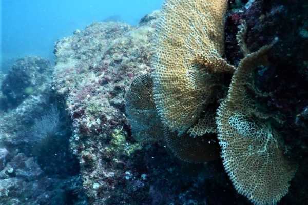 Seahorse Snorkeling