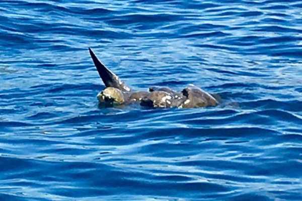 Seahorse Snorkeling