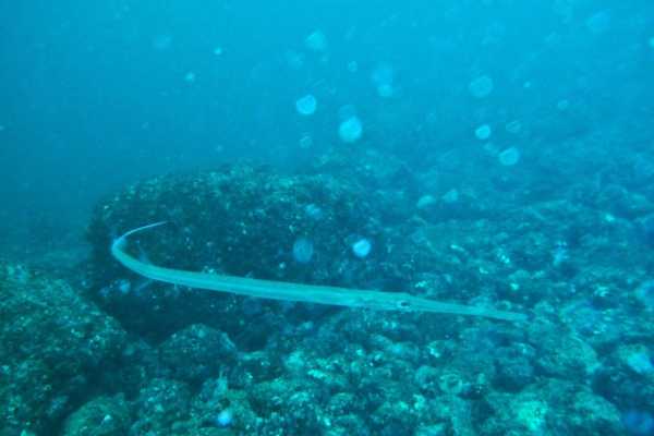 Seahorse Snorkeling
