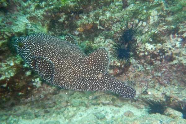 Seahorse Snorkeling