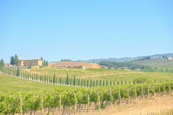 Chianti Vineyards half-day tour & 2 wine tastings